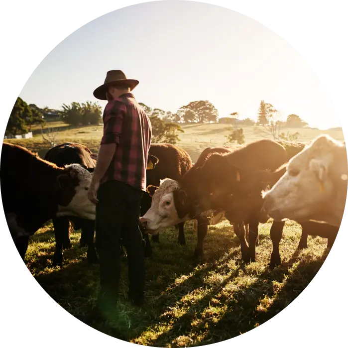 Farmer in paddock with cows